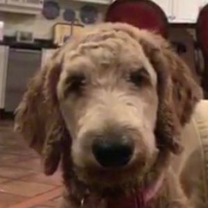 Meet your Posher, Caroline